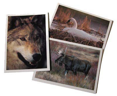 WILDLIFE NOTECARDS